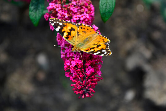 Kolorowy motyl na kwiatach budlei (Rusałka osetnik, Vanessa cardui), Rusałka osetnik na budleii Dawida (Buddleja Davidii), Colorful butterfly on buddleia flowers