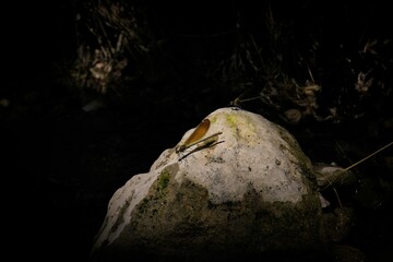 Closeup of a dragonfly resting on a big rock at night