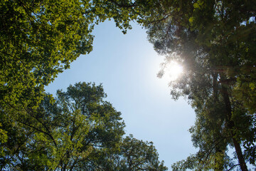 Mirada al cielo desde el bosque