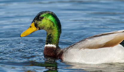 male mallard duck - Anas platyrhynchos - drake with green head with water droplets on face