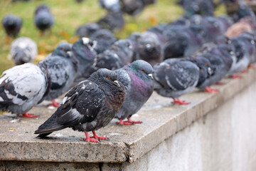 A lot of pigeons sitting in a row on stone parapet on city street