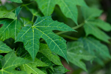 Close up water drops on fresh green leaf.   Dew drops of leaf in garden. Water drops on leaf.  Green background of nature in the garden. leaf texture close up. Macro photography with selective focus.