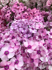 Closeup a solid carpet of pink phlox flowers