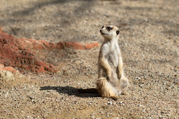 meerkat on sandy ground