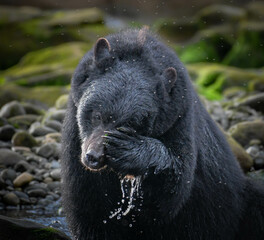 Vancouver Island black bear swatting flies from its muzzle