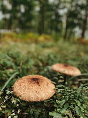 Two mushrooms grow in green grass in the forest against the backdrop of nature. Vertical orientation