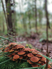 A family of honey mushrooms grows on a stump in the forest against the backdrop of nature