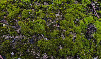 Obraz na płótnie Canvas green moss background