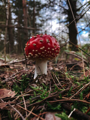 One small fly agaric in the forest against the backdrop of nature. Autumn. Vertical orientation 
