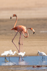 American flamingos - Phoenicopterus ruber - wading in water with beach in background. Photo from Santuario de fauna y flora los flamencos in Colombia.