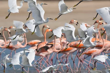 Amerikanische Flamingos - Phoenicopterus ruber - waten im Wasser und fliegende Schneereiher - Egretta thula. Foto vom Santuario de Fauna y Flora los Flamencos in Kolumbien. © PIOTR