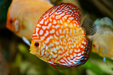 Portrait, Nahaufnahme eines Diskusfisches. Diskus im Aquarium.
