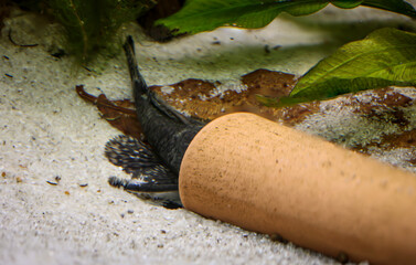 Ein blauer Antennenwels in einem Aquarium. Die Mänchen haben die großen Antennen, die Weibchen keine.