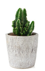 Beautiful cactus (Cereus peruvianus) in a pot isolated on white background.