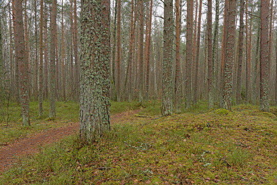 Pine tree trunks in Harkus forest, Estonia