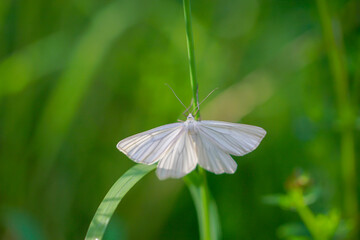 Ein scheuer siona lineata, Hartheu Spanner auf einem Grashalm.
