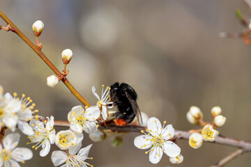 Ein Bienenartigges Insekt auf der Blüte einer Pflanze. - obrazy, fototapety, plakaty