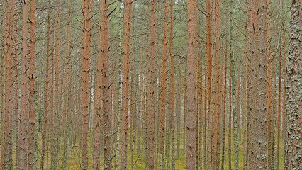 Pine tree trunks, detail of Harku forest in Tallinn, estonia