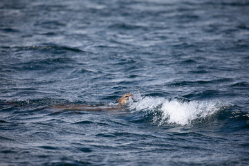 Naklejka premium Cougar or mountain lion found swimming across Chancellor Channel and being hit by a wave before coming into Johnstone Strait in British Columbia waters
