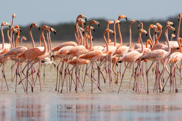 Plakat American flamingos - Phoenicopterus ruber - wading in water. Photo from Santuario de fauna y flora los flamencos in Colombia.