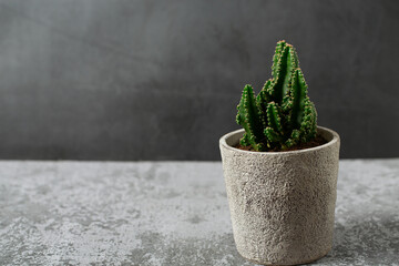 Beautiful cactus (Cereus peruvianus) in a pot on a grey cement background.