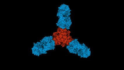 Ebola virus glycoprotein (red) in complex with neutralizing antibodies from a survivor (blue). Hopefully, vaccines will be able to elicit these antibodies in patients, protecting them from infection.