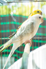 Budgerigars white and yellow in a cage