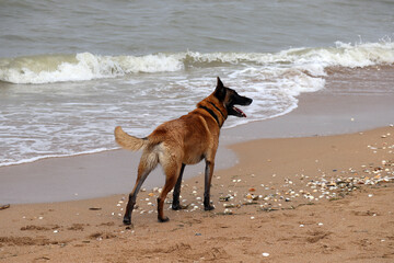 Dog on the beach in Cabourg, in Normandy, on a cloudy day