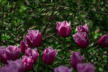 raspberry tulips bloom outdoors and sunlit petals, spring flowers in nature