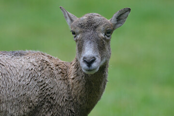 Fototapeta premium ier, wild lebende tiere, säugetier, natur, wild, braun
