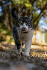 Naklejka na ściany i meble The male tabby cat walking on the grass in the house's garden. Sunbath. Animal world. pet lover. Cat lover. American Wirehair.