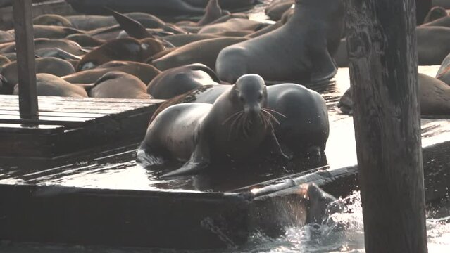 sea lions fight on a dock/pier