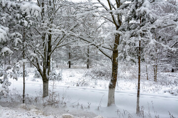Snowy mixed forest in the month of December on a cloudy day.