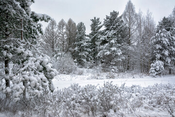 Snowy mixed forest in the month of December on a cloudy day.