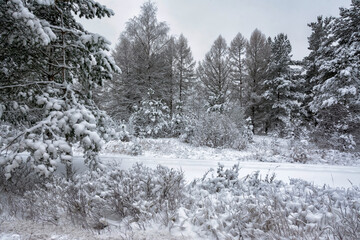 Snowy mixed forest in the month of December on a cloudy day.