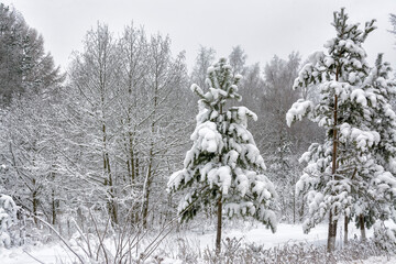 Snowy mixed forest in the month of December on a cloudy day.