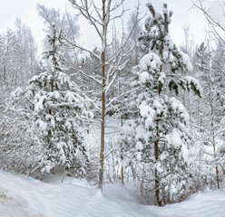 Snowy mixed forest in the month of December on a cloudy day.