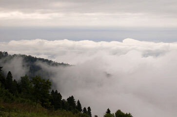 Obraz na płótnie Canvas Landscape with misty forest on the mountainside