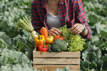 Organic farmer standing in a vegetable field holding a wooden box of beautiful freshly picked...