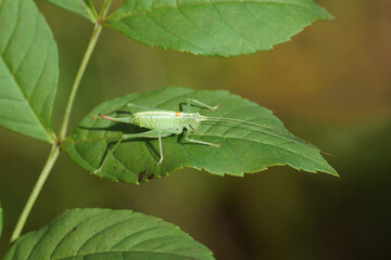 Southern oak bush cricket (Meconema meridionale). Subfamily Meconematinae. Family bush-criket (Tettigoniidae). On a leaf of an ash (Fraxinus excelsior). Dutch garden, Autumn, September