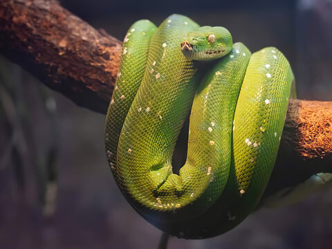 green snake on a branch
