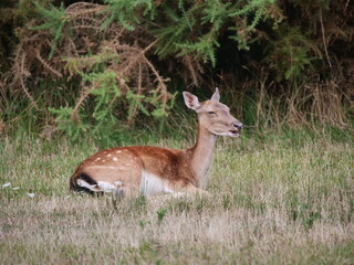 fallow deer