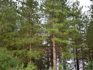 Fototapeta premium forest