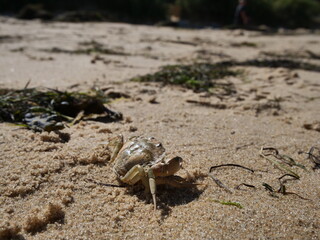 crab on sand