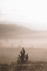 Naklejka premium foggy tree