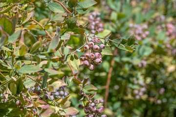Clusters of blueberries on a bush