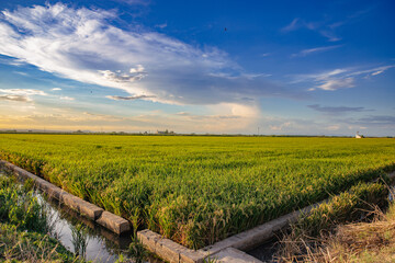 Irrigation ditch in a rice field in the Albufera of Valencia, Spain