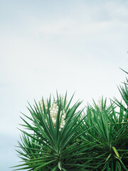 yucca tree leaves and white flowers 