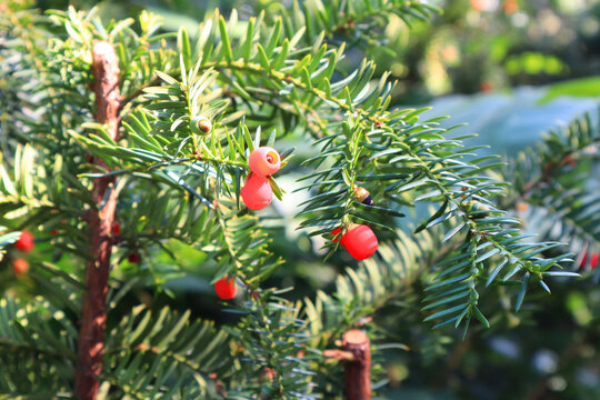 Close up view of Taxus brevifolia Nutt or Short-leaved yew