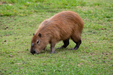 Capybara (Hydrochoerus hydrochaeris) grazing on grass isolated and in selective focus. Big animal